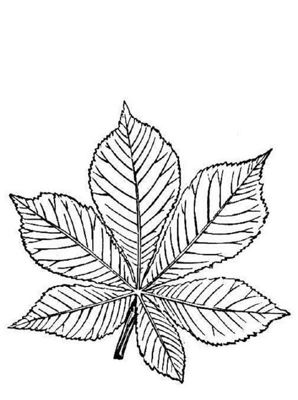 Kids-n-fun.com | 19 coloring pages of Trees and leaves